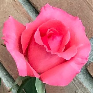 Meet your Posher, Stella